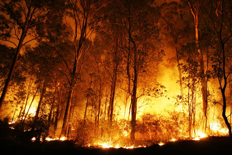 Supporting the Australian Bushfire Crisis